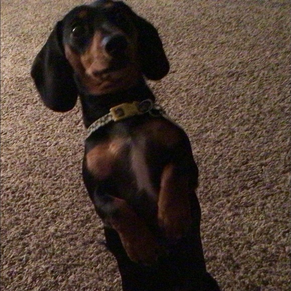 Meet your Posher, Shirley - Picture 3 of 3